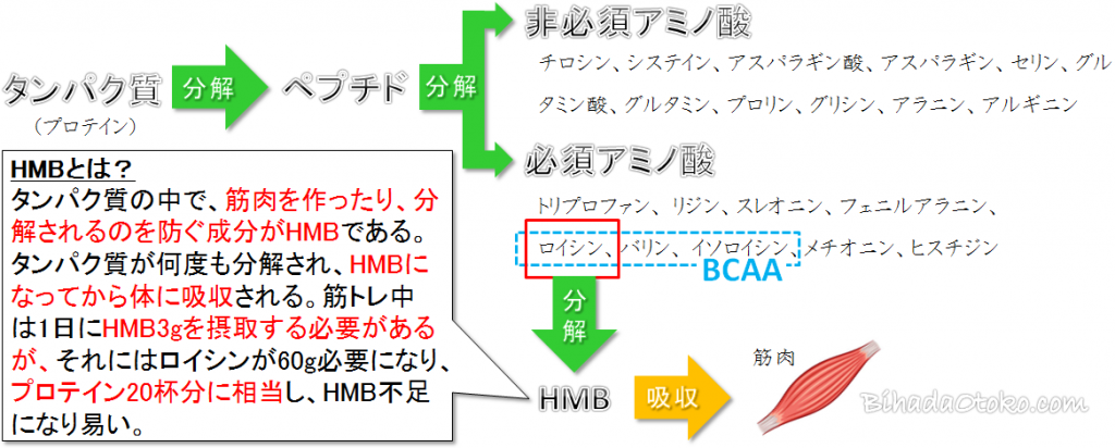 HMB配合の筋肉サプリ徹底比較５選【専門家監修の最新版】